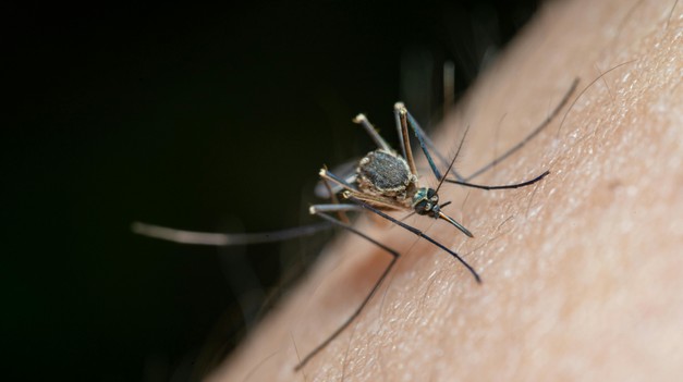 Štúdia naznačuje, že repelenty proti hmyzu môžu priťahovať komáre