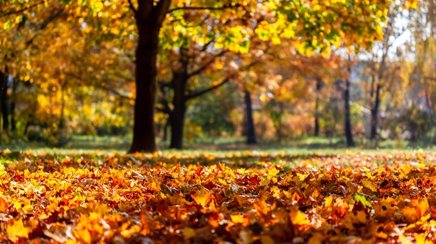 Meteorologická jeseň je tu, prvý školský deň prináša ukážkové počasie