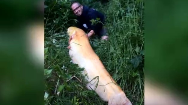 Na bratislavskej Železnej studienke vytiahol rybár takmer dvojmetrového sumca albína