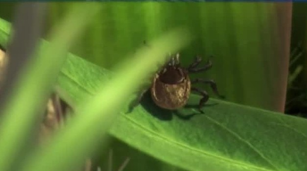 Iný typ boreliózy: Bez červeného fľaku, príznaky môžu trvať roky!