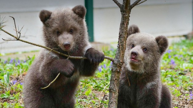 Osirelé medvieďatká dostali krásne MENÁ
