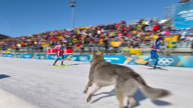 Československý vlčiak naháňal bežkyne na lyžiach
