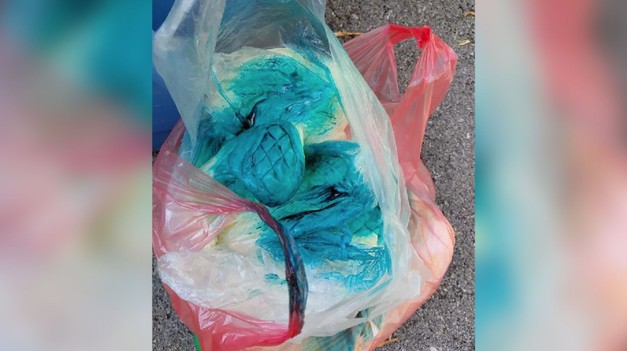 Na Slovensku zabíjala vážna infekcia! Listerióza ohrozuje najmä tehotné, chorých a deti