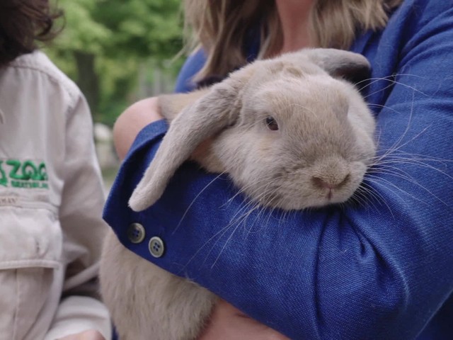 Samica králika Bella opäť tipuje víťaza. Jej favorit dnešného zápasu je jasný