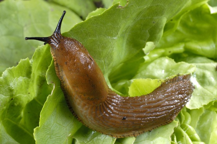 Slizniak