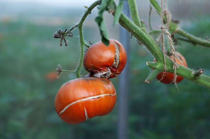 Nova zahrada - popraskane paradajky