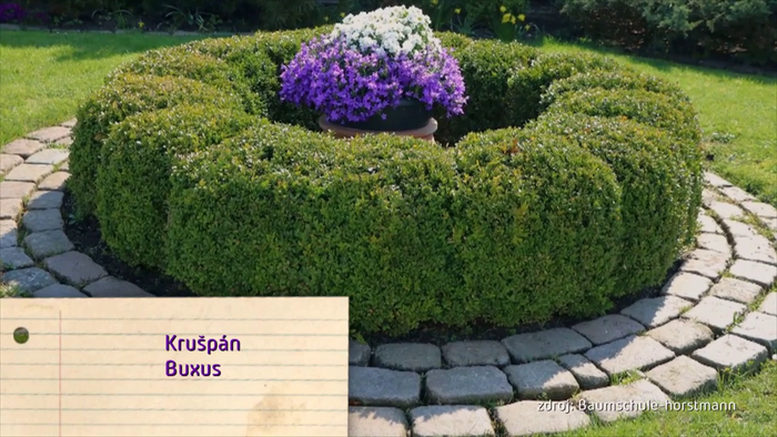 Nova zahrada - buxus/kruspan