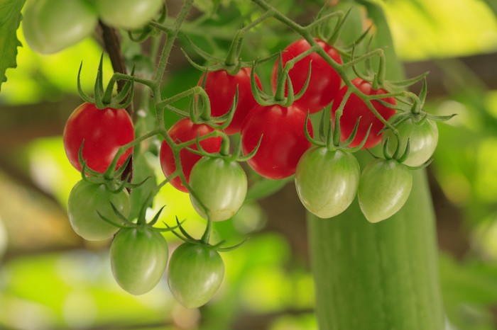 Nova zahrada - paradajky