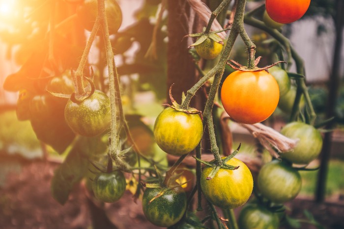 Nova zahrada - paradajky