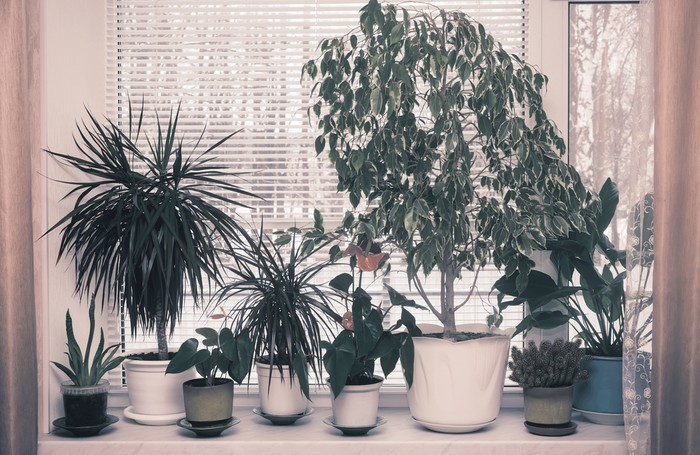 Nová záhrada - izbové rastliny