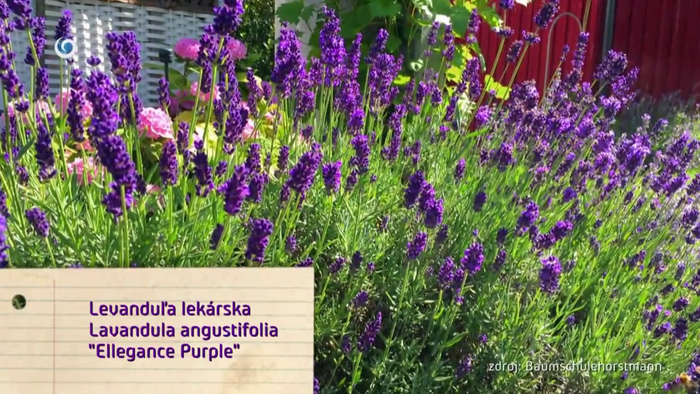 Nová záhrada - Levanduľa Ellegance Purple