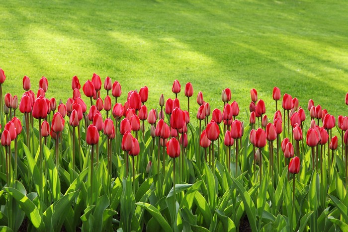 Nova zahrada - tulipany