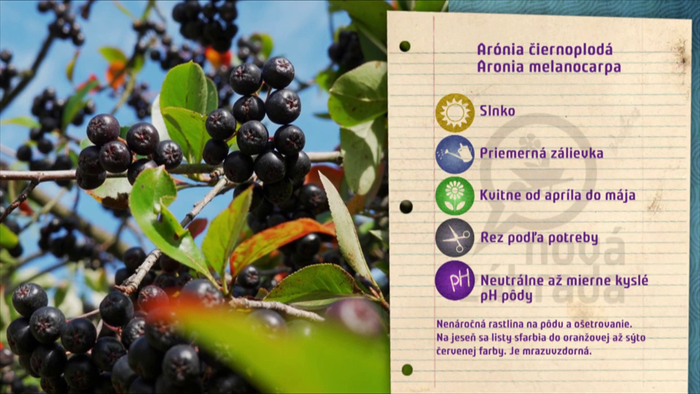 Nova zahrada - aronia ciernoploda