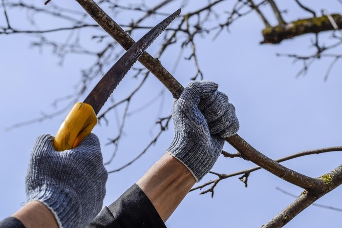Nová záhrada - február v záhrade