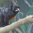Neuveriteľný prípad: Ukradnutú opicu z francúzskej ZOO našli na Slovensku