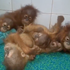 Záhada v indickom lese: Päť orangutanov našli tisíce kilometrov od domova