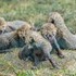 V pražskej ZOO sa narodili gepardie pätorčatá