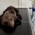 VIDEO: Do Bojníc prišlo ďalšie osirelé medvieďa. Zoo privítala malú Zoru
