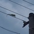 Kuriózna akcia v Martine: Chameleón sa prechádzal po elektrickom vedení. Zachránil ho až elektrikár