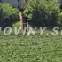 Pri rýchlostnej ceste R1 našli telo nezvestného 32-ročného muža z Nitry