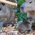 Zoo Bojnice hlási radostnú novinku! Narodila sa kapybara