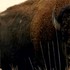„Ničiteľ pneumatík“ v Yellowstone: Bizón jedným pohybom zničil turistom auto