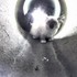 VIDEO: Mačiatko uviazlo v kanalizácii. Na pomoc mu poslali robota s prezývkou R2D2