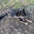 Verný služobný pes skončil v kolónke "nepotrebný materiál". Internet zaplavila vlna kritiky