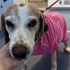 FOTO: Sučka Lisa mala vážne problémy s močením. Veterinári zostali v šoku