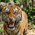 Tiger vo výbehu napadol a zabil návštevníka ZOO. Park museli zatvoriť