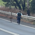 Nezvyčajná naháňačka pobavila internet: Policajt naháňal po ceste emu