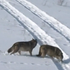 Poľovná sezóna lovu vlka dravého na Slovensku sa končí, doteraz ulovili 67 jedincov