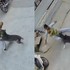 VIDEO: Desivý útok pitbulla na bábätko. Pes sa zahryzol do dieťaťa a nechcel ho pustiť