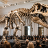 Tyrannosaurus rex ide do aukcie. Vedci majú vážne obavy