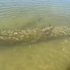 V rieke Dunaj objavili ďalšiu lodnú mínu dlhú približne 2 metre