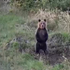 Mimoriadne inteligentný medveď uniká. Podľa stôp si otvoril okno aj pustil vodu