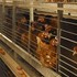 Na Kysuciach zaznamenali pseudomor hydiny v súkromnom drobnochove