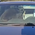 Medveď sa zamkol v aute a celú noc trúbil. Susedia si mysleli, že ich budí šialený vodič