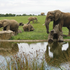 Tragický incident v Zlínskej zoo: Slon Jack usmrtil 29-ročnú samicu Ulu