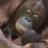 Útek pred ohňom: Orangutaniu matku s mláďaťom zachránili pred plameňmi