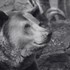 ZOO Bratislava smúti: Po 30 rokoch museli utratiť jediného medveďa Felixa