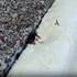 Senior išiel upratať hrob, domov sa už nevrátil. Napadli ho sršne