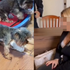 Psy hladovali a umierali v krutých podmienkach. Chovateľku Veru Santos poslali do väzenia