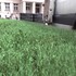 Namiesto výmeny prišla farba. Živý plot pred Maticou slovenskou sa stal atrakciou mesta