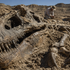 Vedci konečne vysvetlili smiešne malé ruky tyrannosaura rex