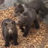 Zachránené medvieďatká v bojnickej ZOO môžu v návštevníci vidieť už aj naživo