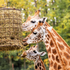 Zoo Ostrava musela nechať utratiť dvojmesačné mláďa žirafy