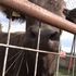 Neobvyklá záľuba martinských hasičov: Vo svojom areáli majú malú ZOO
