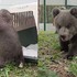 VIDEO: Bojnická ZOO opäť ukázala rozkošné medvedice. Pozrite si ich prvé hravé kroky