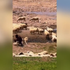 Ruská turistka ignorovala varovania. Pri pokuse o fotografiu ju uhryzol pastiersky pes